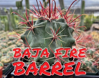 Ferocactus Peninsulae (Baja Fire Barrel) Seed Propagated Fierce Crimson Red Spines Blueish Body Coastal Succulent Baja Mexico Glaucous Body