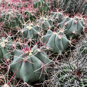 Ferocactus Emoryi ssp. Rectispinus Long Spined Barrel Cactus Red Straight Spines Baja Mexico Barrel Full Sun Drought Tolerant image 4