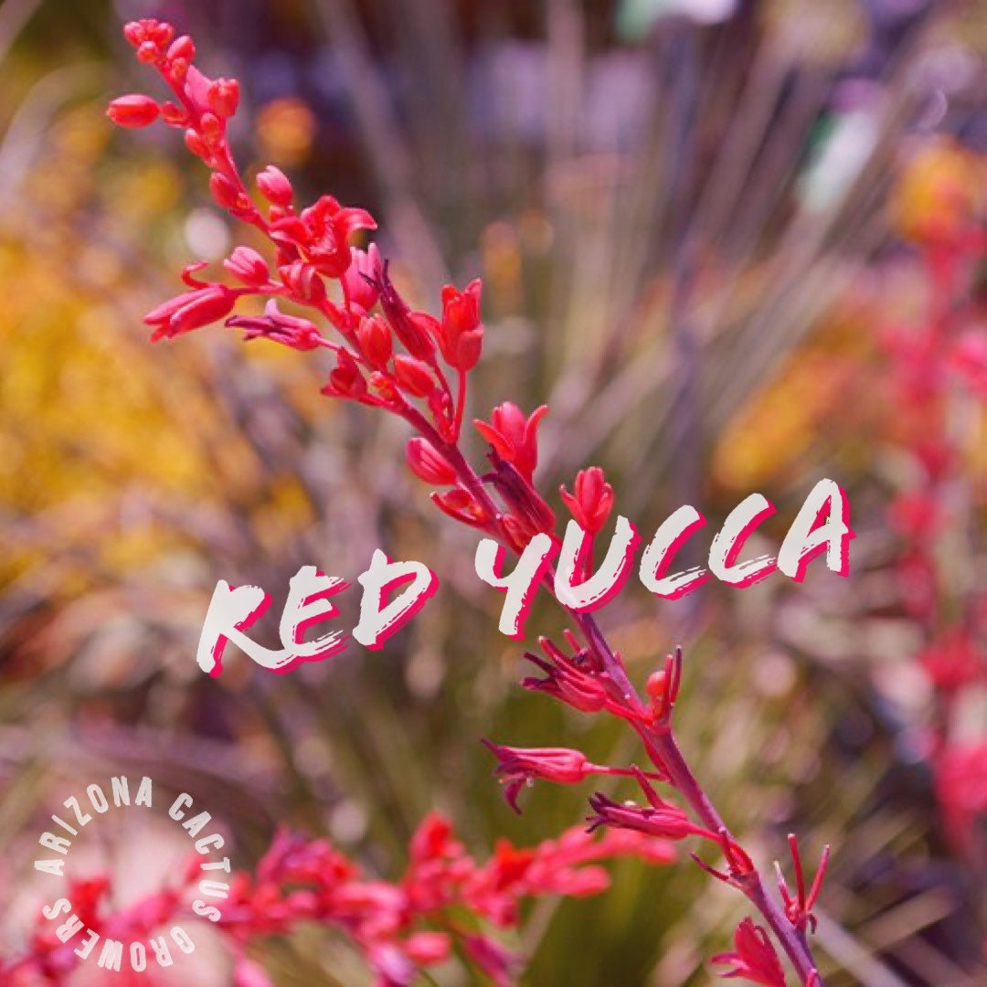 20+ Red Yucca Seeds (Hesperaloe Parviflora) - Perennial Flowering Shrub For Hummingbirds