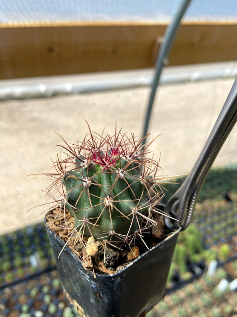 RARE Ferocactus Wislizeni var. Ajoensis Fish Hook Desert Barrel Candy Compass Barrel Cactus Orange Spring Flowers image 6