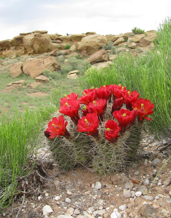 Scarlet Hedgehog Cactus (echinocereus Coccineus)  Seed-grown Ruby Red  Blooms - Etsy
