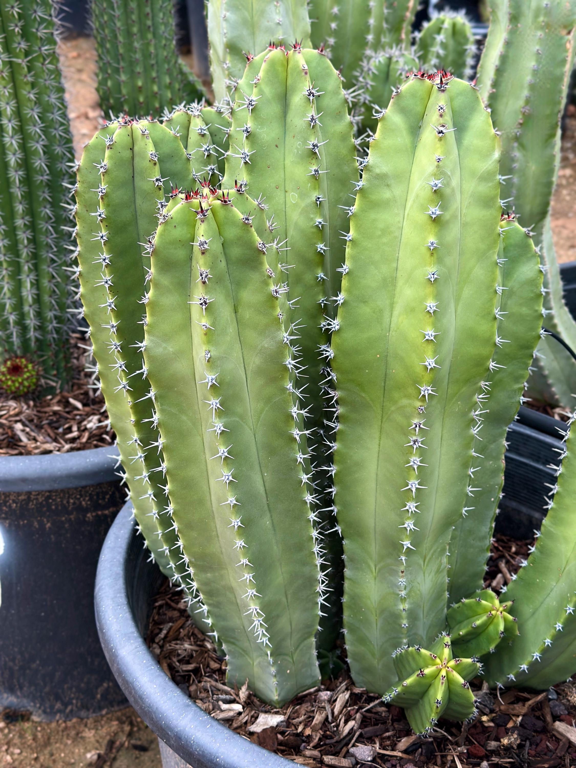 Senita Whisker Cactus Cutting: Pachycereus Schottii, Arizona Grown