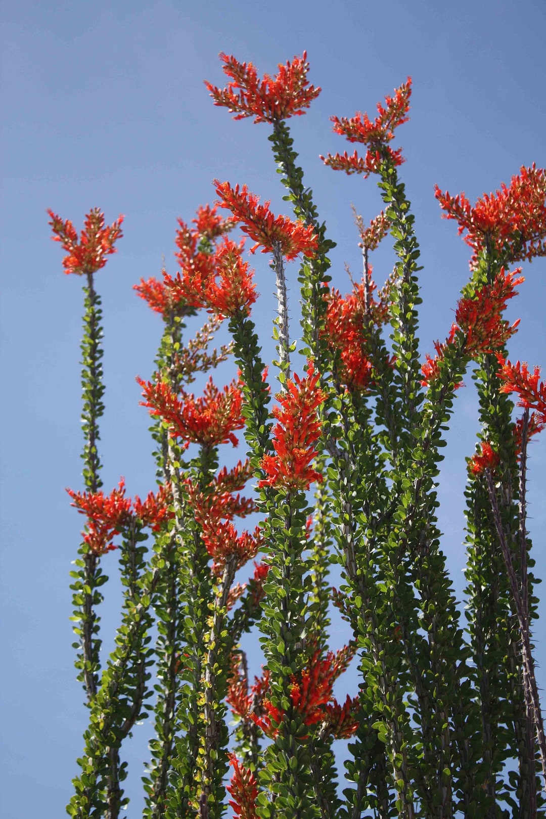 MEXICAN Ocotillo Cuttings, Cold Hardy 10 Degrees Fouquieria Macdougalii