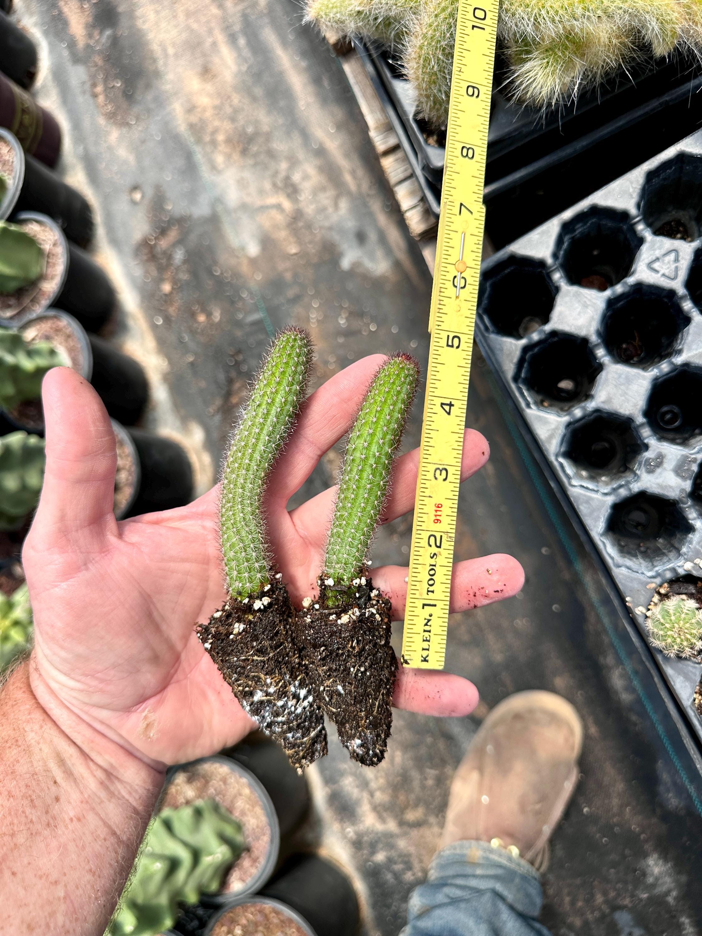 Peach Monarch Cactus (hildewintera Hybrid) – Trailing Clumper With
