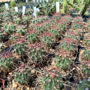 RARE Ferocactus Wislizeni var. Ajoensis Fish Hook Desert Barrel Candy Compass Barrel Cactus Orange Spring Flowers image 2