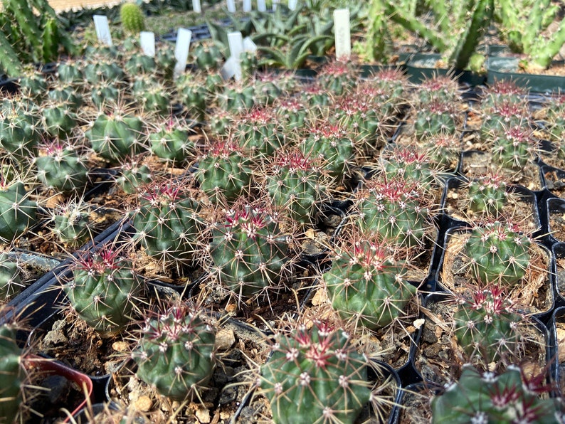 RARO Ferocactus Wislizeni var. Ajoensis Anzuelo Desierto Barril Caramelo Brújula Barril Cactus Naranja Flores de primavera imagen 2