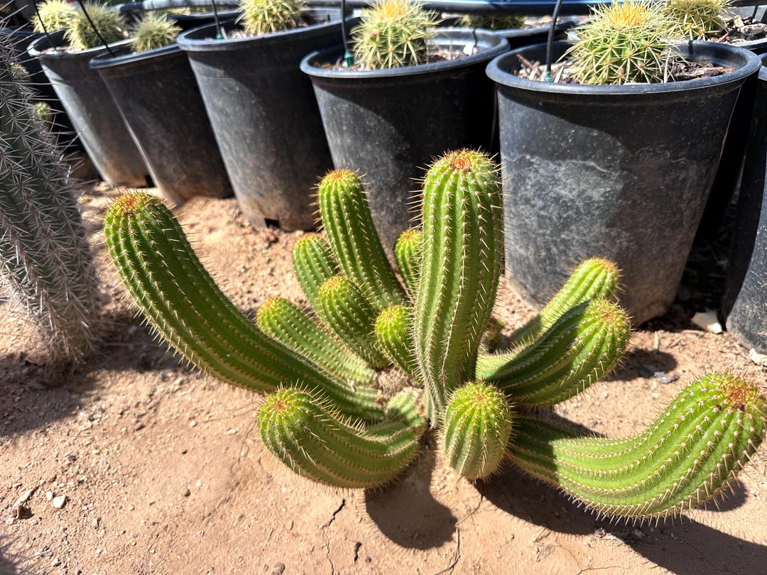 Trichocereus X crimson Ember Hybrid FLOWER Live Cactus Plant Rooted trichocereus-x-crimson-ember-hybrid-flower-live-cactus-plant-rooted
