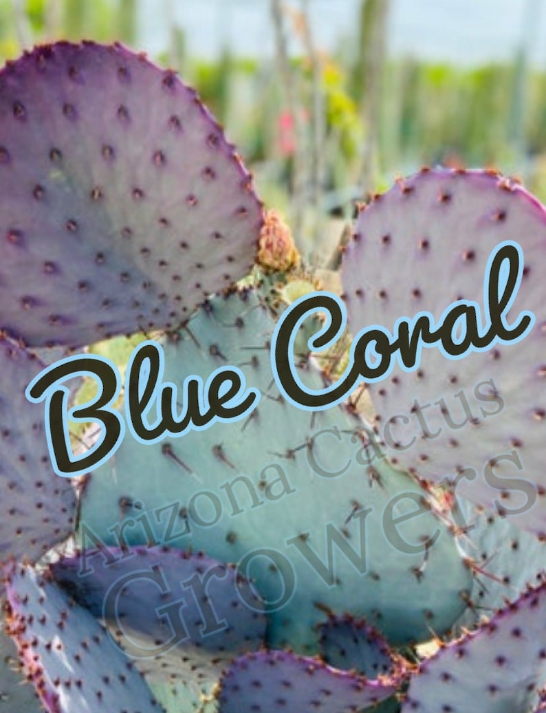 Prickly Pear Hybrid Blue Coral Purple Crested Monstrose Violet New Growth Opuntia Pad Cuttings Opuntia Macrocentra image 1