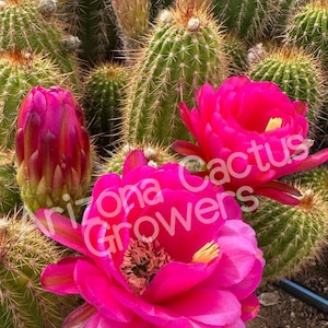 Trichocereus &#39;Oh Wow&#39; Hybrid Cactus Seedling - Vibrant Blooms