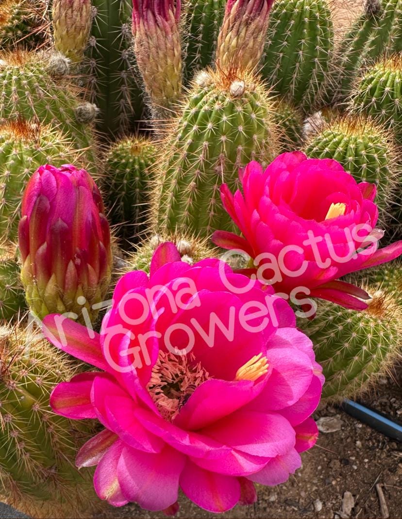 Trichocereus 'oh Wow' Hybrid Cactus Seedling - Vibrant Blooms - Etsy