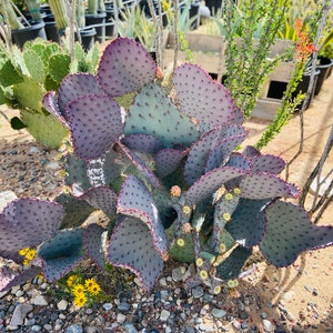 Prickly Pear Hybrid Blue Coral Purple Crested Monstrose Violet New Growth Opuntia Pad Cuttings Opuntia Macrocentra image 5