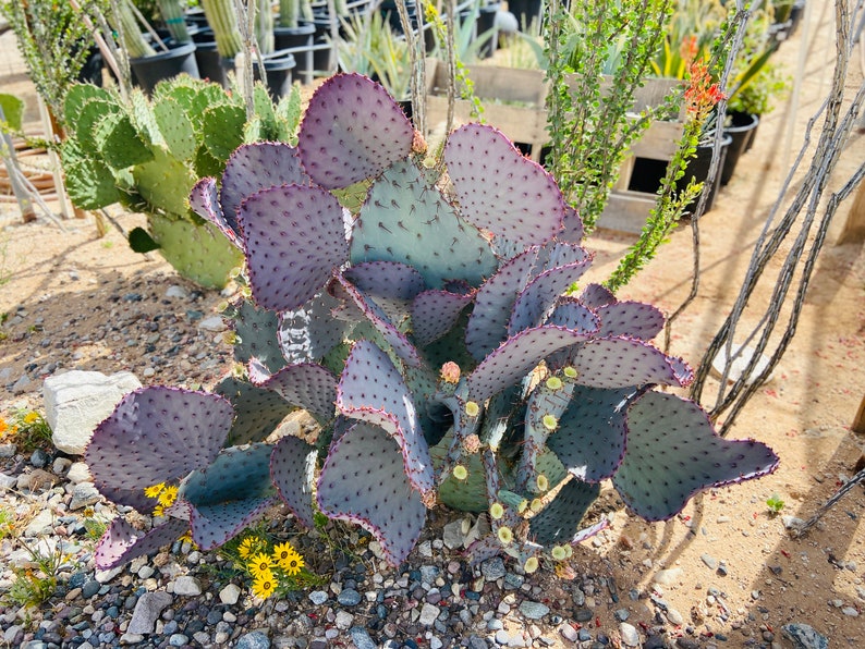 Prickly Pear Hybrid Blue Coral Purple Crested Monstrose Violet New Growth Opuntia Pad Cuttings Opuntia Macrocentra image 5