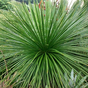 Agave Geminiflora (Twin-flowered Agave) Tropical Cold Hardy Agave 10 Degrees Forest Green Symmetrical Rosette