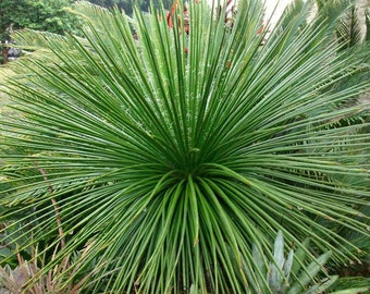 Agave Geminiflora (Twin-flowered Agave) Tropical Cold Hardy Agave 10 Degrees Forest Green Symmetrical Rosette