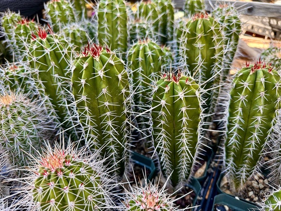  Giant Saguaro Cactus Seeds - 25 Seeds - Great for Bonsai :  Patio, Lawn & Garden
