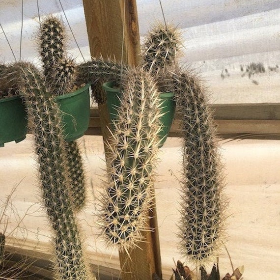 Stenocereus Eruca (creeping Devil) Live Cactus Desert Plants