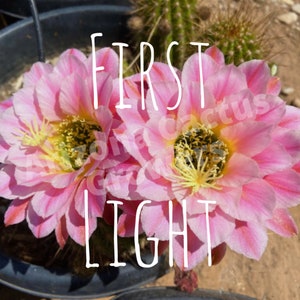 Trichocereus Hybrid &#39;First Light&#39; Mark Dimmitt Hybrid FLOWER Live Cactus Plant Rooted Established Hardy 25 Degrees