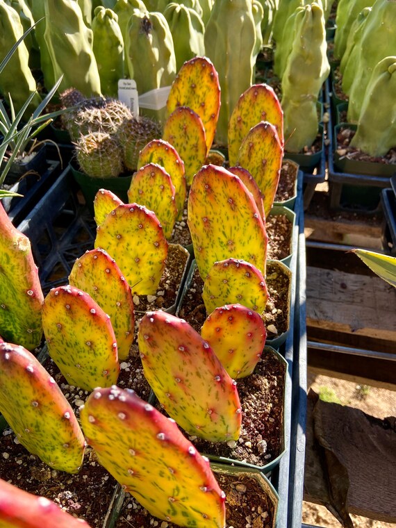 Opuntia sunburst Variegata Cochenillifera Smooth Prickly Etsy