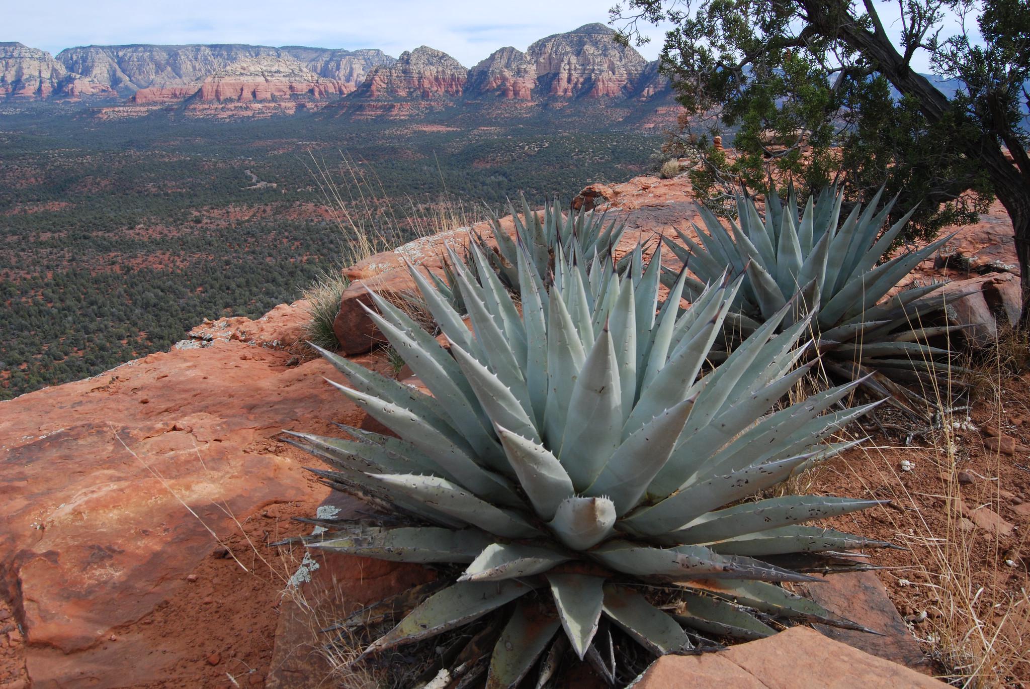 Cold Hardy Agave Parryi: Compact Succulent - Arizona Grown - Etsy
