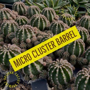 Echinopsis Cactus: Multi-Head Cluster Barrel - Patio Garden Decor