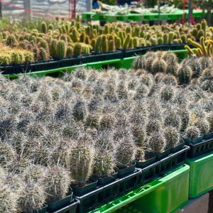 Puede incluir: Una gran colecci&oacute;n de peque&ntilde;os cactus redondos y verdes, densamente cubiertos de espinas afiladas de color gris blanquecino. Estas plantas individuales est&aacute;n en peque&ntilde;as macetas de pl&aacute;stico negro, dispuestas en filas dentro de bandejas verdes.