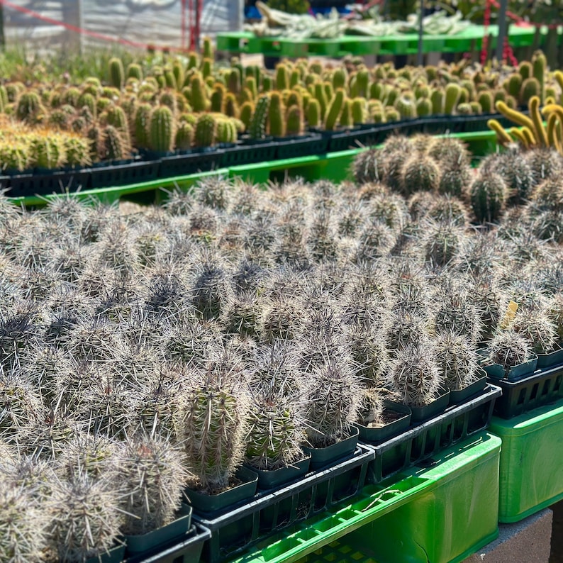 Puede incluir: Una gran colecci&oacute;n de peque&ntilde;os cactus redondos y verdes, densamente cubiertos de espinas afiladas de color gris blanquecino. Estas plantas individuales est&aacute;n en peque&ntilde;as macetas de pl&aacute;stico negro, dispuestas en filas dentro de bandejas verdes.