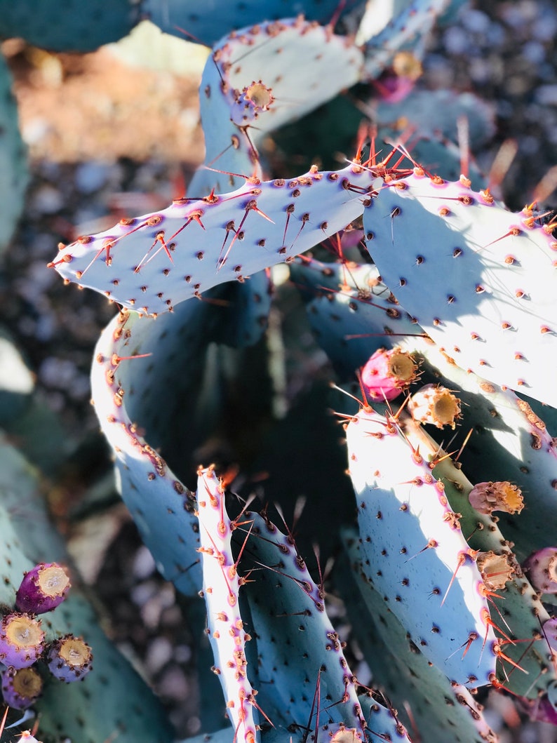 Prickly Pear Hybrid Blue Coral Purple Crested Monstrose Violet New Growth Opuntia Pad Cuttings Opuntia Macrocentra image 8