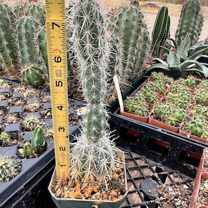 Grusonia Bradtiana RARE Lengthy Blanco Wafer-Thin Triangular Coahuila Mexico Rooted Cutting 7.5"
