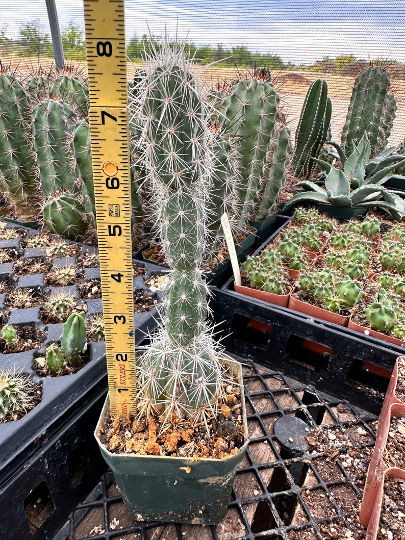 Grusonia Bradtiana RARE Lengthy Blanco Wafer-Thin Triangular Coahuila Mexico Rooted Cutting 7.5"