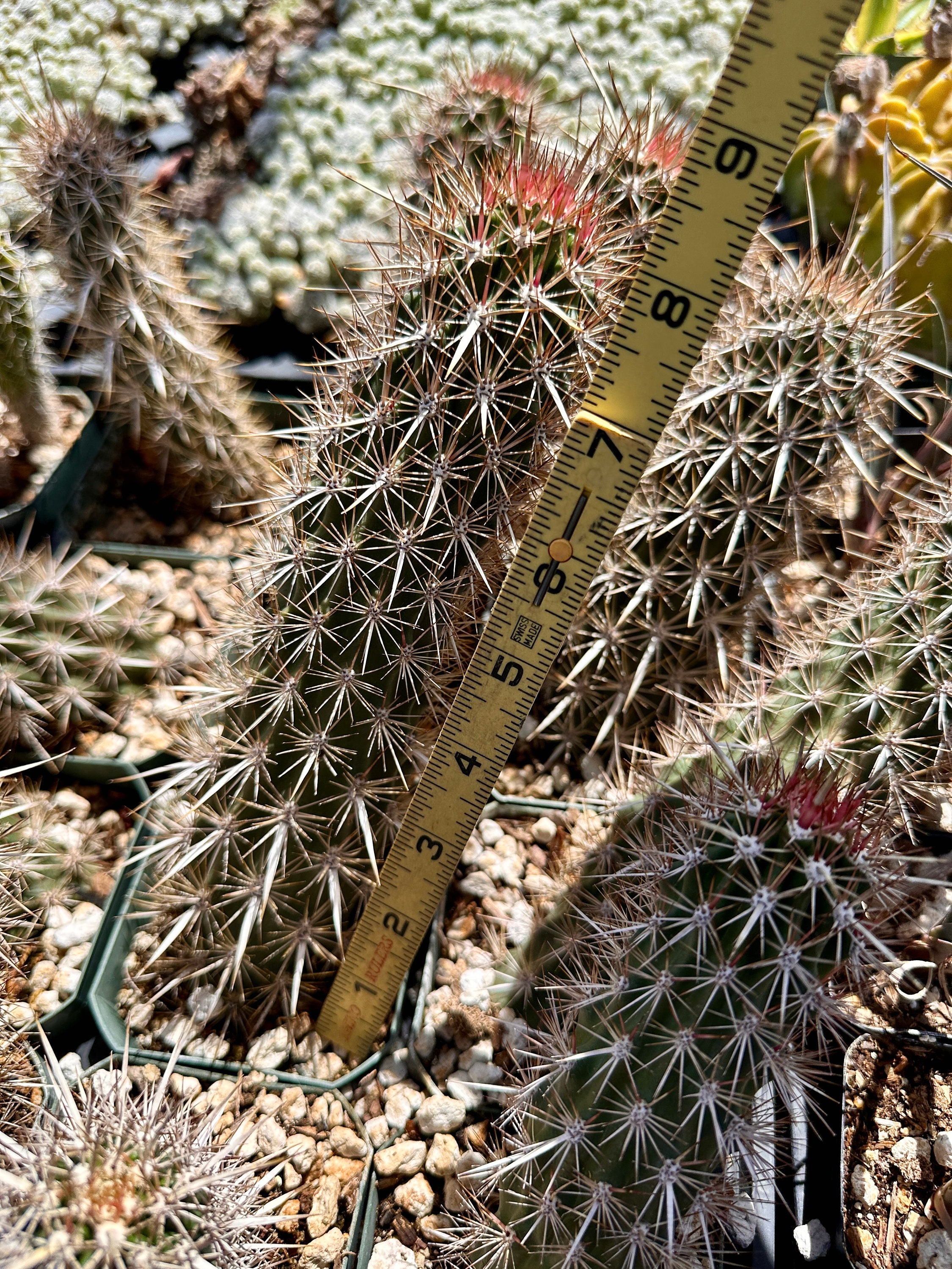 Stenocereus Eruca (creeping Devil) Live Cactus Desert Plants