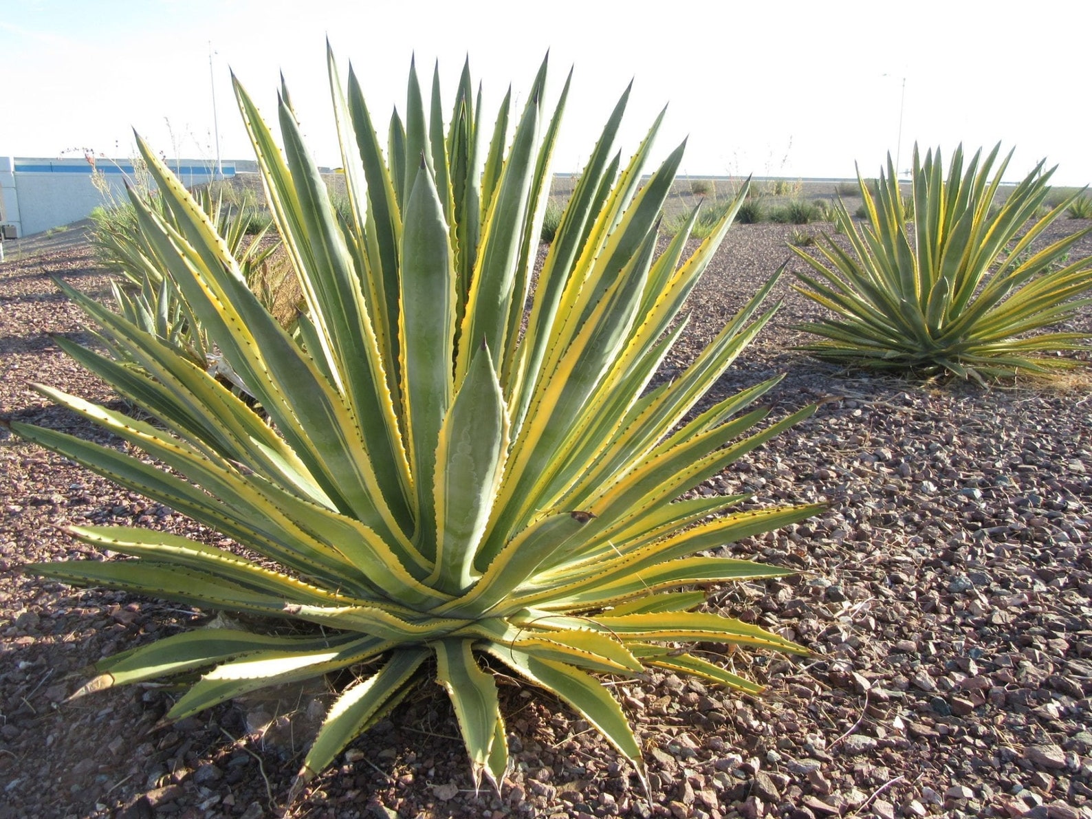 Agave Murpheyi rodney variegated Agave Murphy Etsy