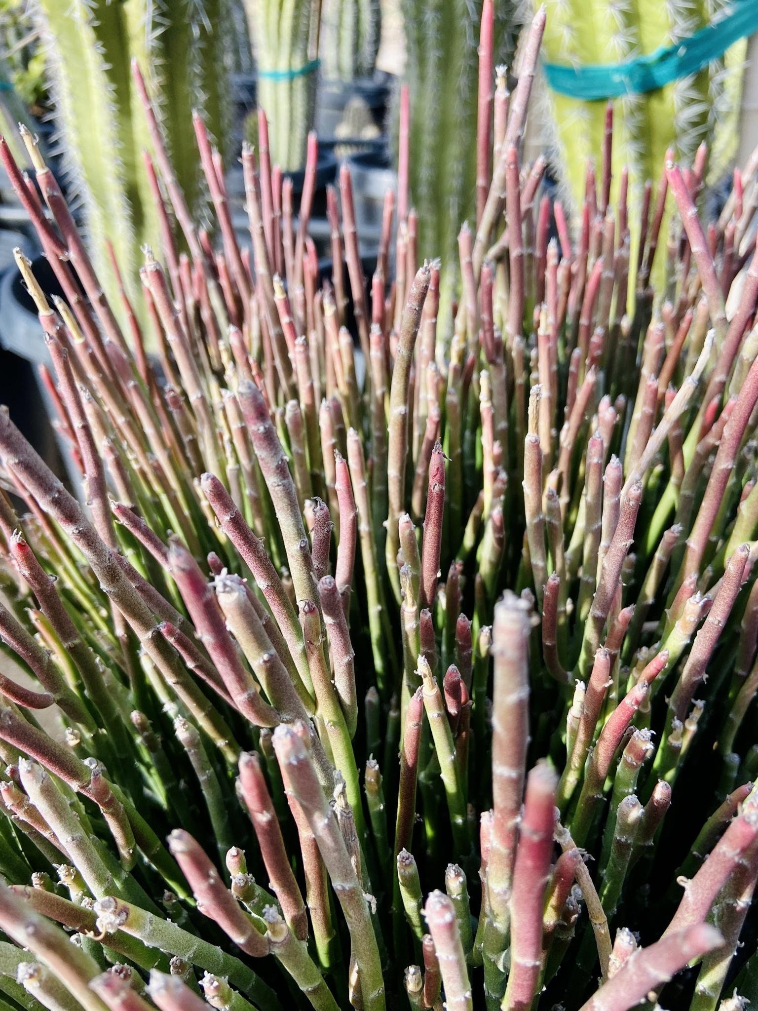 Euphorbia Antisyphilitica candelilla Wax Plant Desert Texas Etsy