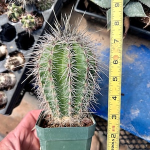 Puede incluir: Un cactus columnar verde con espinas afiladas plantado en una maceta de pl&aacute;stico cuadrada, junto a una cinta m&eacute;trica amarilla que indica que la altura de la planta es de aproximadamente 15 cm desde la tierra hasta la punta.