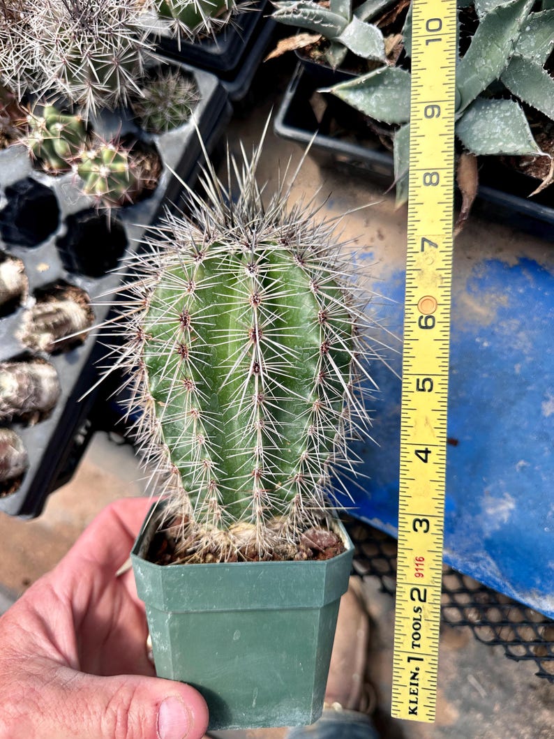 Puede incluir: Un cactus columnar verde con espinas afiladas plantado en una maceta de pl&aacute;stico cuadrada, junto a una cinta m&eacute;trica amarilla que indica que la altura de la planta es de aproximadamente 15 cm desde la tierra hasta la punta.