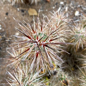 Grusonia Kunzei Club Cholla RARE De longues épines triangulaires en acajou Wafer-Thin La Paz Valley Arizona Tall Creeping Devil Cactus image 2