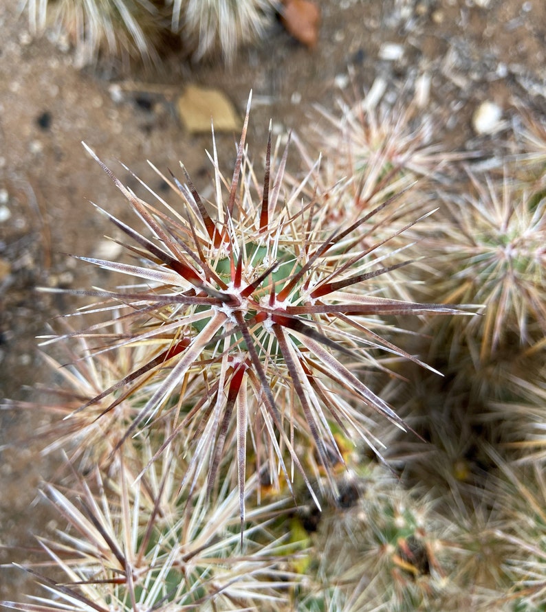 Grusonia Kunzei Club Cholla RARE De longues épines triangulaires en acajou Wafer-Thin La Paz Valley Arizona Tall Creeping Devil Cactus image 2