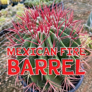 Ferocactus Pringlei (Mexican Fire Barrel) Seed Grown Pilosus Stainesii Lime Cactus Vivid Blood Red Spines Green Body Coastal Succulent Plant