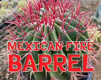 Ferocactus Pringlei (Mexican Fire Barrel) Seed Grown Pilosus Stainesii Lime Cactus Vivid Blood Red Spines Green Body Coastal Succulent Plant