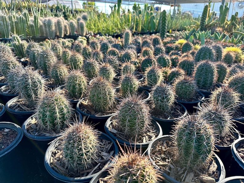 Puede incluir: Una colecci&oacute;n de numerosos cactus peque&ntilde;os, redondos y verdes plantados en macetas individuales de pl&aacute;stico negro. Cada cactus presenta espinas afiladas de color claro y est&aacute; dispuesto en filas. La tierra est&aacute; cubierta con mantillo.