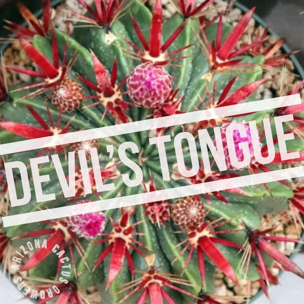 Ferocactus Latispinus Devil's Tongue Live Cactus Purple Flowers Barrel Cactus