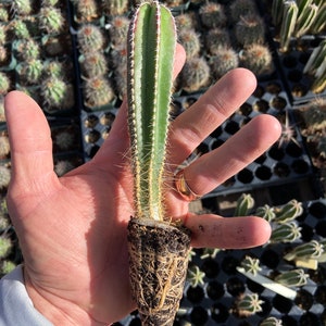 Pachycereus Marginatus Mexican Fence Post Cactus Seedling Grown Fencepost Succulent Patio Container Garden Cactus Collection Quantity of (1)