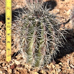 Puede incluir: Un cactus esf&eacute;rico de color verde con costillas verticales prominentes y espinas largas, afiladas y de color claro. Una cinta m&eacute;trica amarilla est&aacute; colocada verticalmente junto al cactus, indicando una altura de unos 15 cm para la planta.