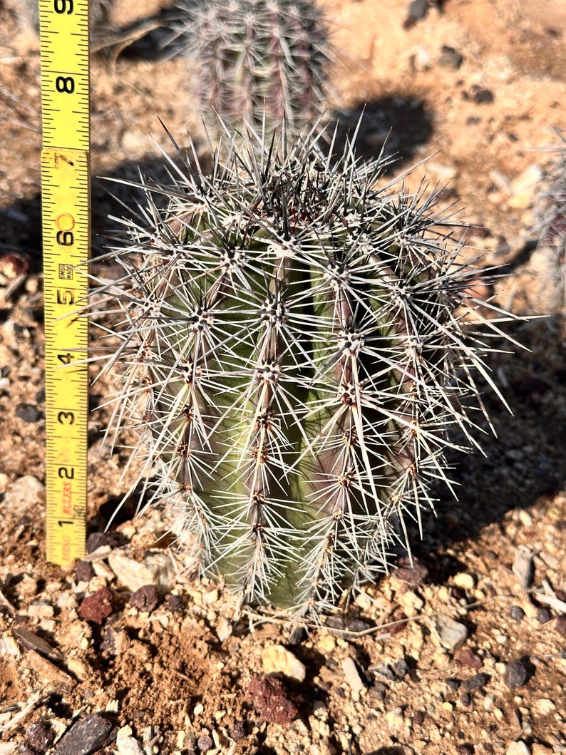 Puede incluir: Un cactus esf&eacute;rico de color verde con costillas verticales prominentes y espinas largas, afiladas y de color claro. Una cinta m&eacute;trica amarilla est&aacute; colocada verticalmente junto al cactus, indicando una altura de unos 15 cm para la planta.