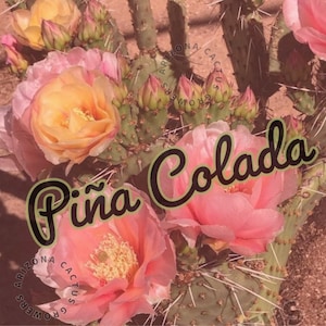 Opuntia (Piña Colada) Prickly Pear -20 Degrees Cold Hardy Pink Yellow Red Flowers Cactus Cuttings Live Plant