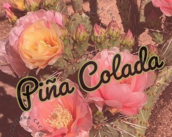 Opuntia (Piña Colada) Prickly Pear -20 Degrees Cold Hardy Pink Yellow Red Flowers Cactus Cuttings Live Plant