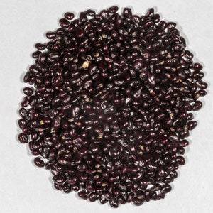 Giant Arizona Saguaro (Seeds) Carnegiea Gigantea Cactus Summer Monsoon Collection Live Plant Cacti Seed