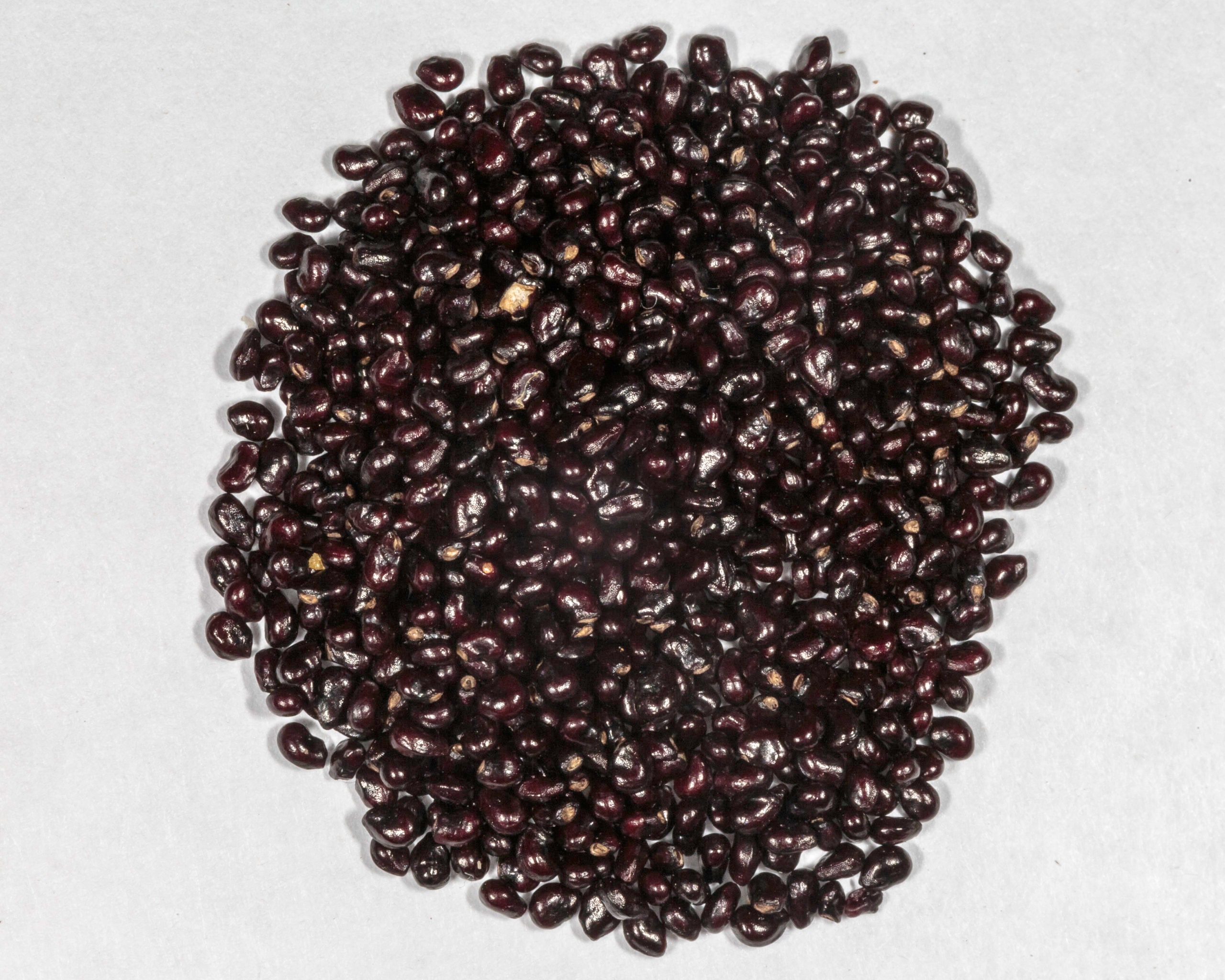 Giant Arizona Saguaro (seeds) Carnegiea Gigantea Cactus Summer Monsoon  Collection Live Plant Cacti Seed - Etsy