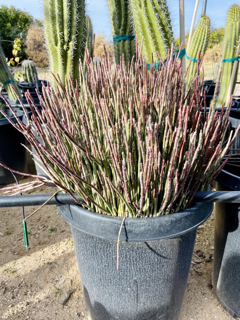 Euphorbia Antisyphilitica candelilla Wax Plant Desert Texas Etsy