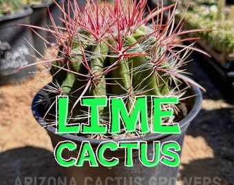 Ferocactus Pilosus (Lime Cactus) Seed Grown Pilosus Stainesii Vivid Blood Red Spines Green Body Coastal Succulent Plant