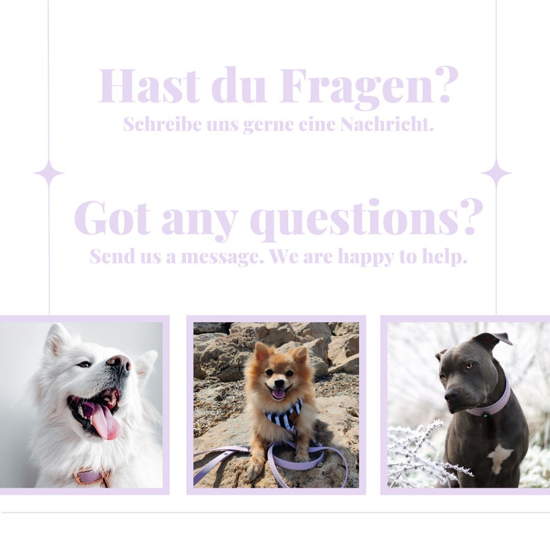 May include: Three dogs wearing collars, one white, one brown and white, and one gray. The dogs are looking at the camera. The text "Hast du Fragen?" and "Got any questions?" is visible in the image.